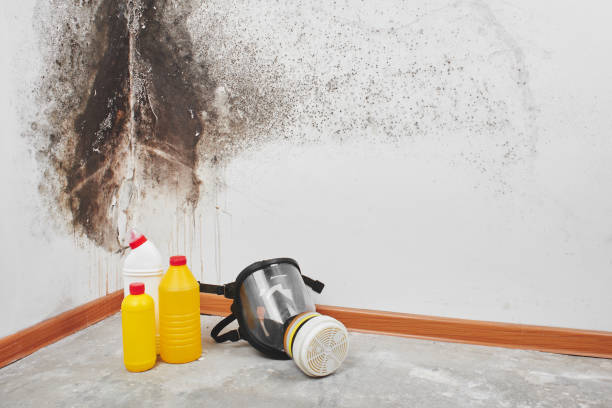 Best Fast Mold Removal  in Hayden, CO