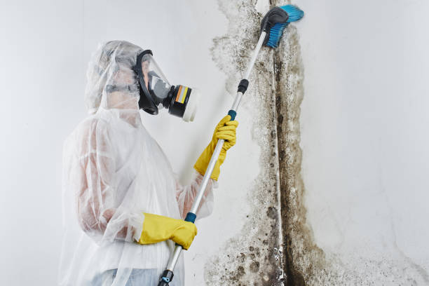 Best Commercial Mold Removal  in Hayden, CO