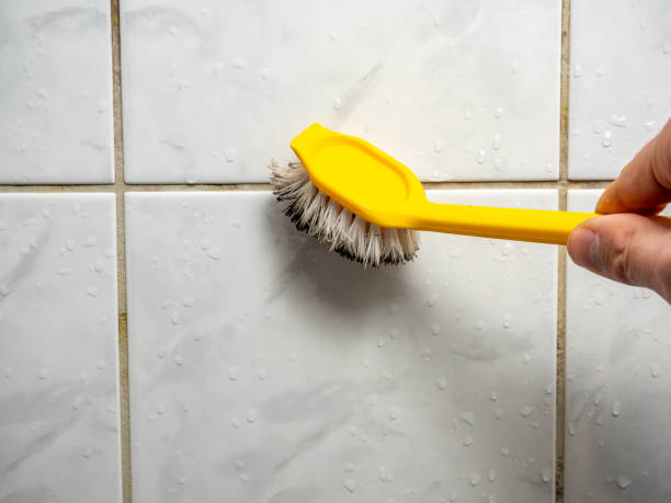 Mold Testing and Removal in Hayden, CO