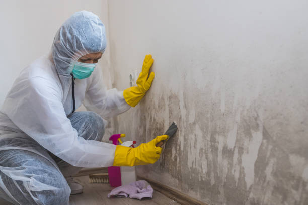 Best Mold Testing and Removal  in Hayden, CO