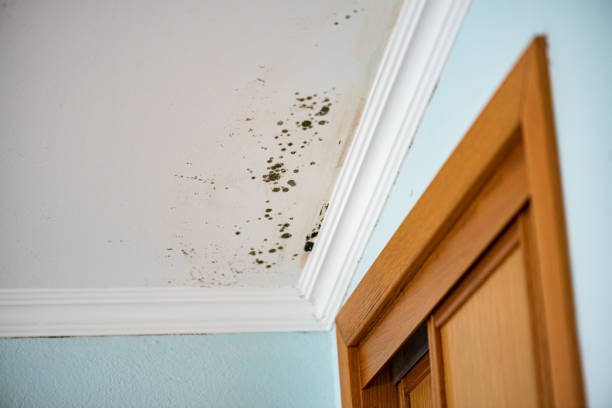 Best Mold Removal Process  in Hayden, CO