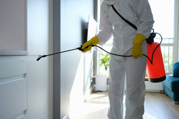 Best Office Mold Removal Services  in Hayden, CO