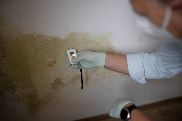 Best Attic Mold Removal  in Hayden, CO