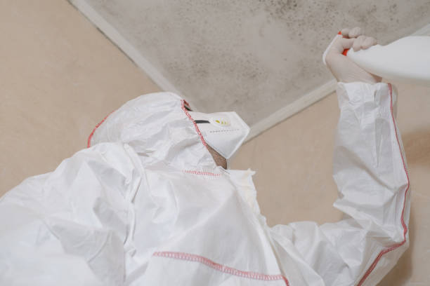 Best Best Mold Removal Companies  in Hayden, CO