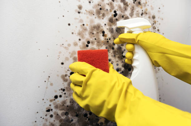 Best Certified Mold Removal  in Hayden, CO