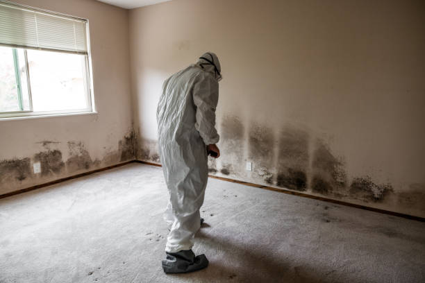 Professional Mold Removal in Hayden, CO